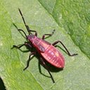 Ortópteros e Hemípteros adultos e suas ninfas