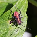 Ortópteros e Hemípteros adultos e suas ninfas