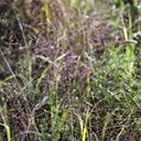 Panicum capillare