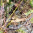 Panicum capillare