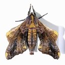 Paonias myops