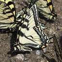 Papilio canadensis