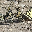 Papilio canadensis