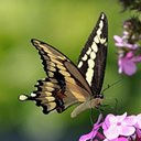 Papilio cresphontes