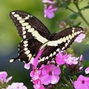 Papilio cresphontes