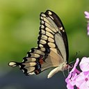 Papilio cresphontes