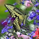 Papilio cresphontes