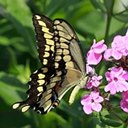 Papilio cresphontes