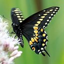 Papilio polyxenes
