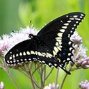 Papilio polyxenes