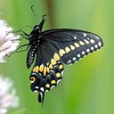 Papilio polyxenes