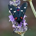 Papillons de nuit