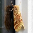 Papillons et papillons de nuit (Lepidoptera) adultes et leurs chenilles