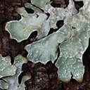 Parmelia sulcata