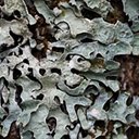 Parmelia sulcata