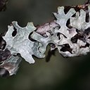 Parmelia sulcata