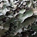 Parmelia sulcata