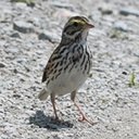 Passerculus sandwichensis