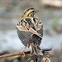 Passerculus sandwichensis