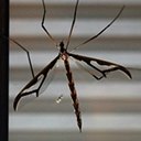 Pedicia sp.