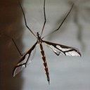 Pedicia sp.