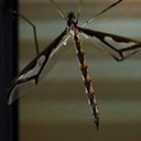 Pedicia sp.