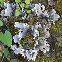 Peltigera ponojensis