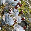 Peltigera ponojensis