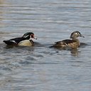 Periodic plumage changes in birds