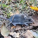 Peromyscus maniculatus