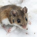 Peromyscus maniculatus