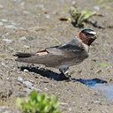 Petrochelidon pyrrhonota
