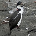 Phalacrocorax albiventer