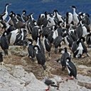 Phalacrocorax albiventer