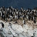 Phalacrocorax albiventer