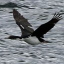 Phalacrocorax albiventer
