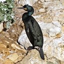 Phalacrocorax aristotelis