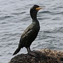 Phalacrocorax aristotelis