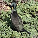 Phalacrocorax aristotelis