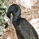 Phalacrocorax aristotelis