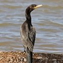 Phalacrocorax brasilianus