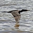 Phalacrocorax brasilianus