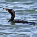 Phalacrocorax brasilianus