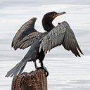 Phalacrocorax brasilianus
