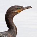 Phalacrocorax brasilianus
