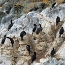 Phalacrocorax magellanicus