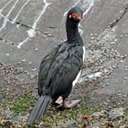 Phalacrocorax magellanicus