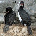 Phalacrocorax magellanicus