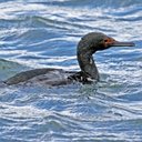 Phalacrocorax magellanicus