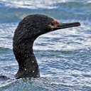 Phalacrocorax magellanicus